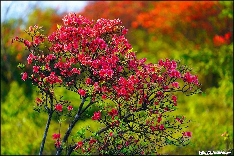 【春天,广西桂林灌阳县向您发出邀请!】春木界上映山红 - 游山玩水 - 内江生活社区 - 内江28生活网 scnj.28life.com