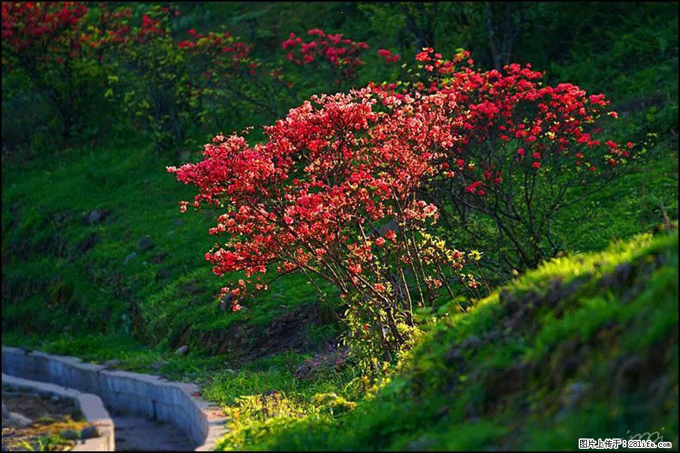 【春天,广西桂林灌阳县向您发出邀请!】春木界上映山红 - 游山玩水 - 内江生活社区 - 内江28生活网 scnj.28life.com