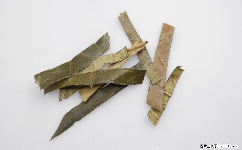 苦丁茶有哪些功效和作用 - 生活百科 - 内江生活社区 - 内江28生活网 scnj.28life.com