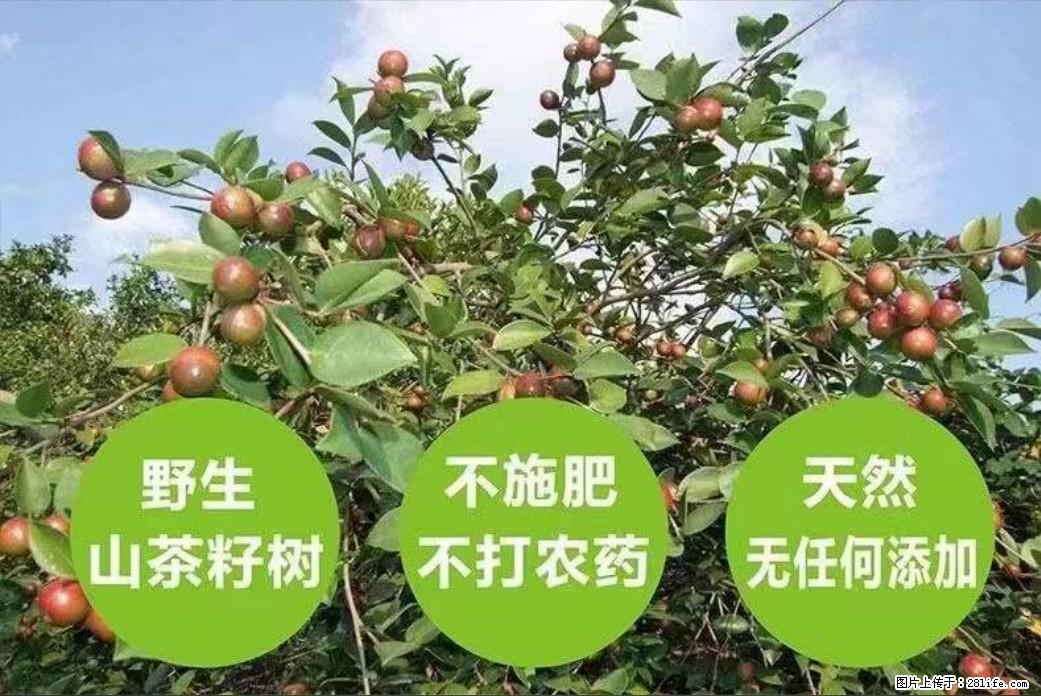 【灌阳县油茶产业示范区】一个有着充实的精神生活的人,对待身外之物自会有一种淡泊的态度 - 美食天地 - 内江生活社区 - 内江28生活网 scnj.28life.com