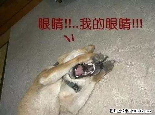 笑癫了！一女的怀孕三年未生，他终于忍不住了... - 娱乐八卦 - 内江生活社区 - 内江28生活网 scnj.28life.com