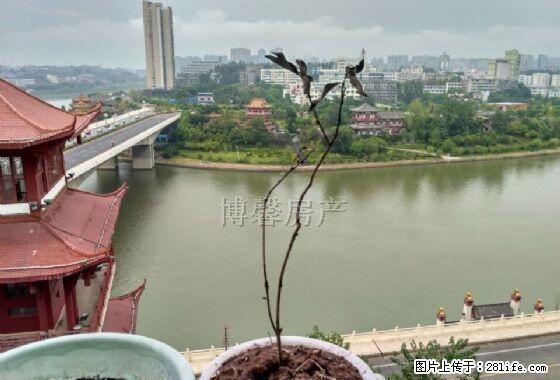 三桥桥头 三室两厅 精装修 - 房屋出租 - 房屋租售 - 内江分类信息 - 内江28生活网 scnj.28life.com