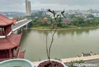 三桥桥头 三室两厅 精装修 - 内江28生活网 scnj.28life.com