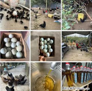 油茶园从小鸡仔开始养起的纯土鸡、土鸡蛋可以预定啦！还有前几天刚榨的纯山茶油哦 - 内江28生活网 scnj.28life.com