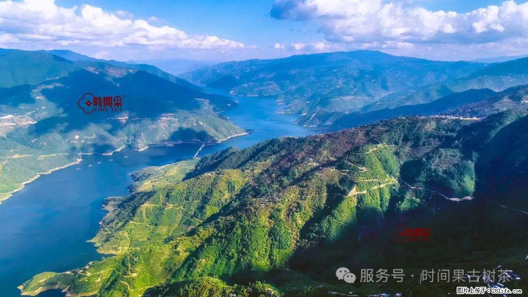 时间果百年古树龙珠普洱生茶 - 购物交流 - 内江生活社区 - 内江28生活网 scnj.28life.com