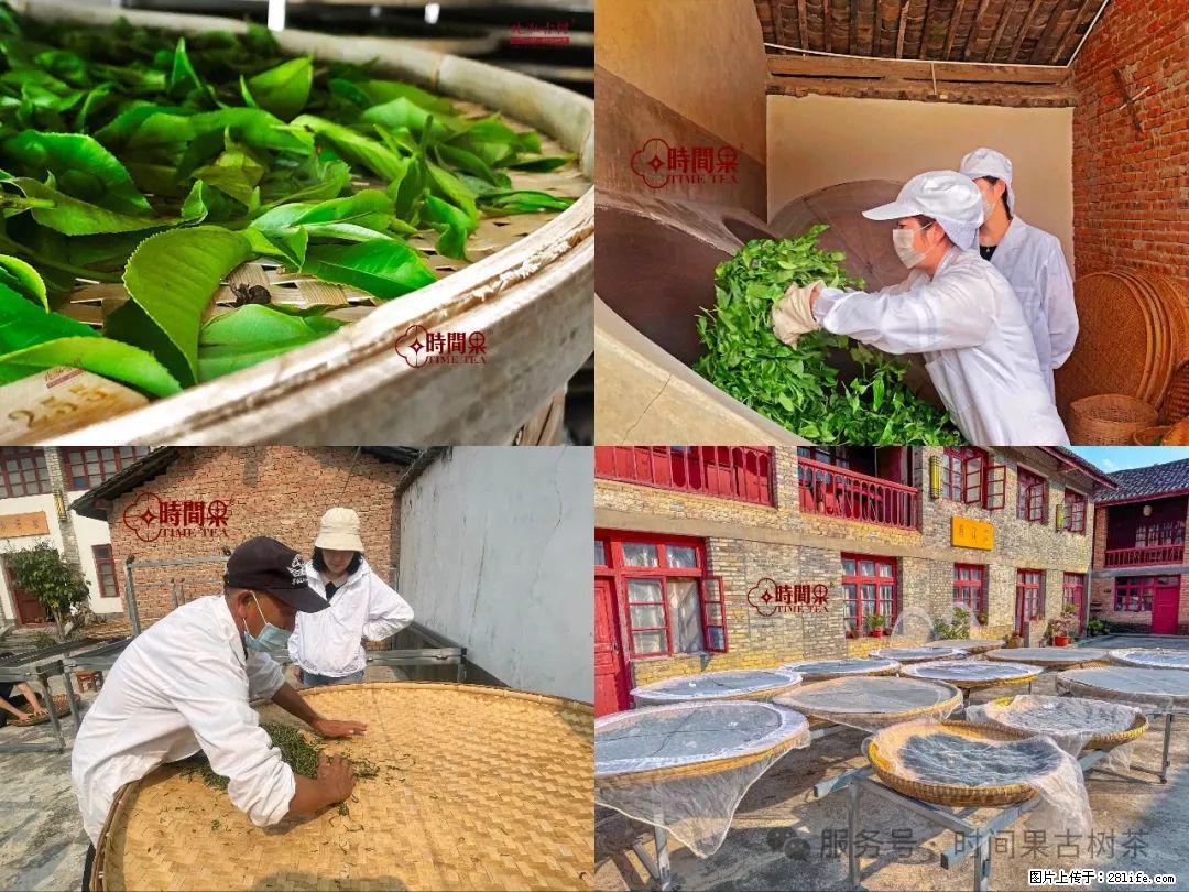 时间果百年古树龙珠普洱生茶 - 购物交流 - 内江生活社区 - 内江28生活网 scnj.28life.com