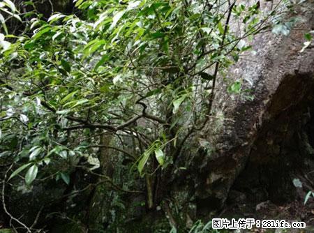 平乐石崖茶,珍贵仅次于金花茶 - 内江生活资讯 - 内江28生活网 scnj.28life.com