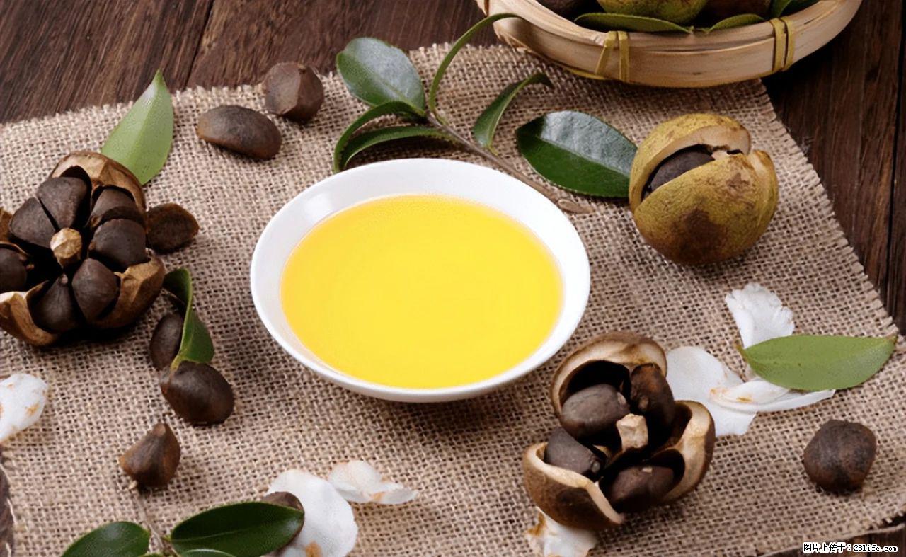 揭秘茶油的5大核心营养成分!被称为人体健康的“守护盾”! - 内江生活资讯 - 内江28生活网 scnj.28life.com