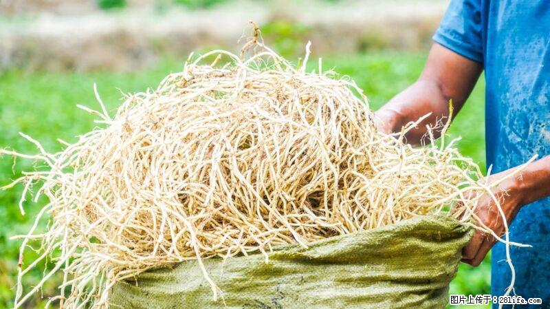 堪称“最难吃”的蔬菜,却是 “抗辐射神器”,还能护肺、清热、止咳化痰! - 内江生活资讯 - 内江28生活网 scnj.28life.com