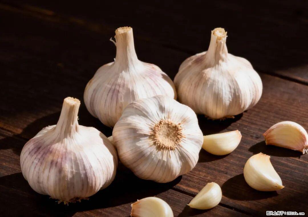 关于大蒜，除了“天然抗生素”，这4个谣言更该警惕! - 内江生活资讯 - 内江28生活网 scnj.28life.com