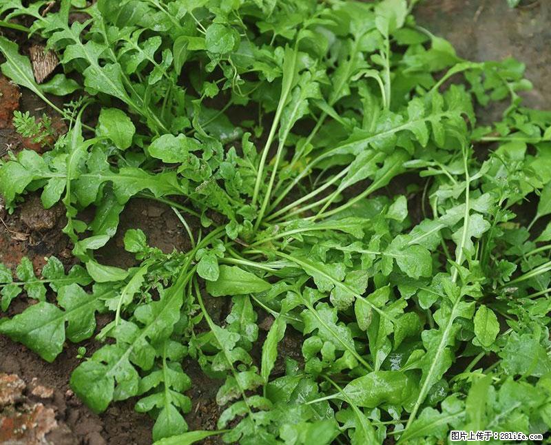 这些蔬菜是“天然钙片”，这6种被医生重点推荐 - 内江生活资讯 - 内江28生活网 scnj.28life.com