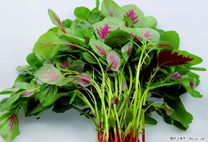 这些蔬菜是“天然钙片”，这6种被医生重点推荐 - 内江生活资讯 - 内江28生活网 scnj.28life.com