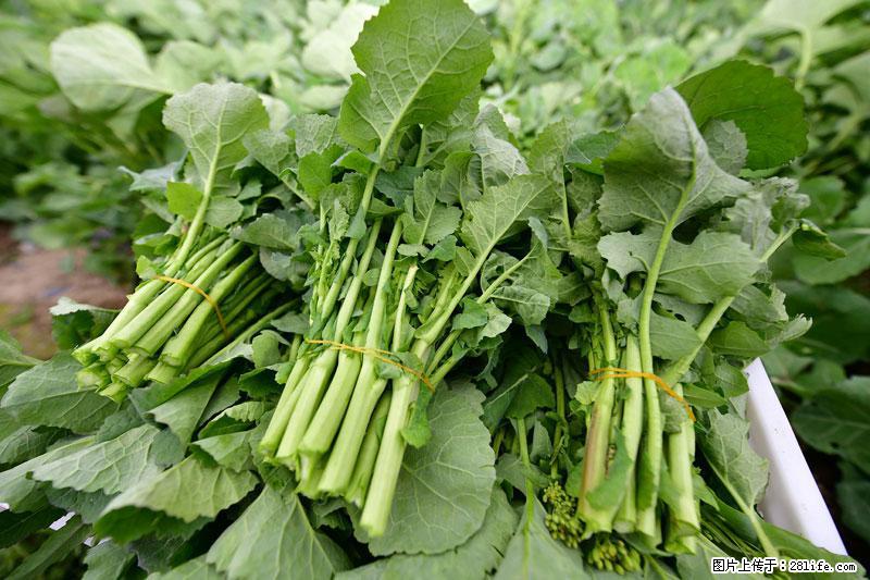 这些蔬菜是“天然钙片”，这6种被医生重点推荐 - 内江生活资讯 - 内江28生活网 scnj.28life.com